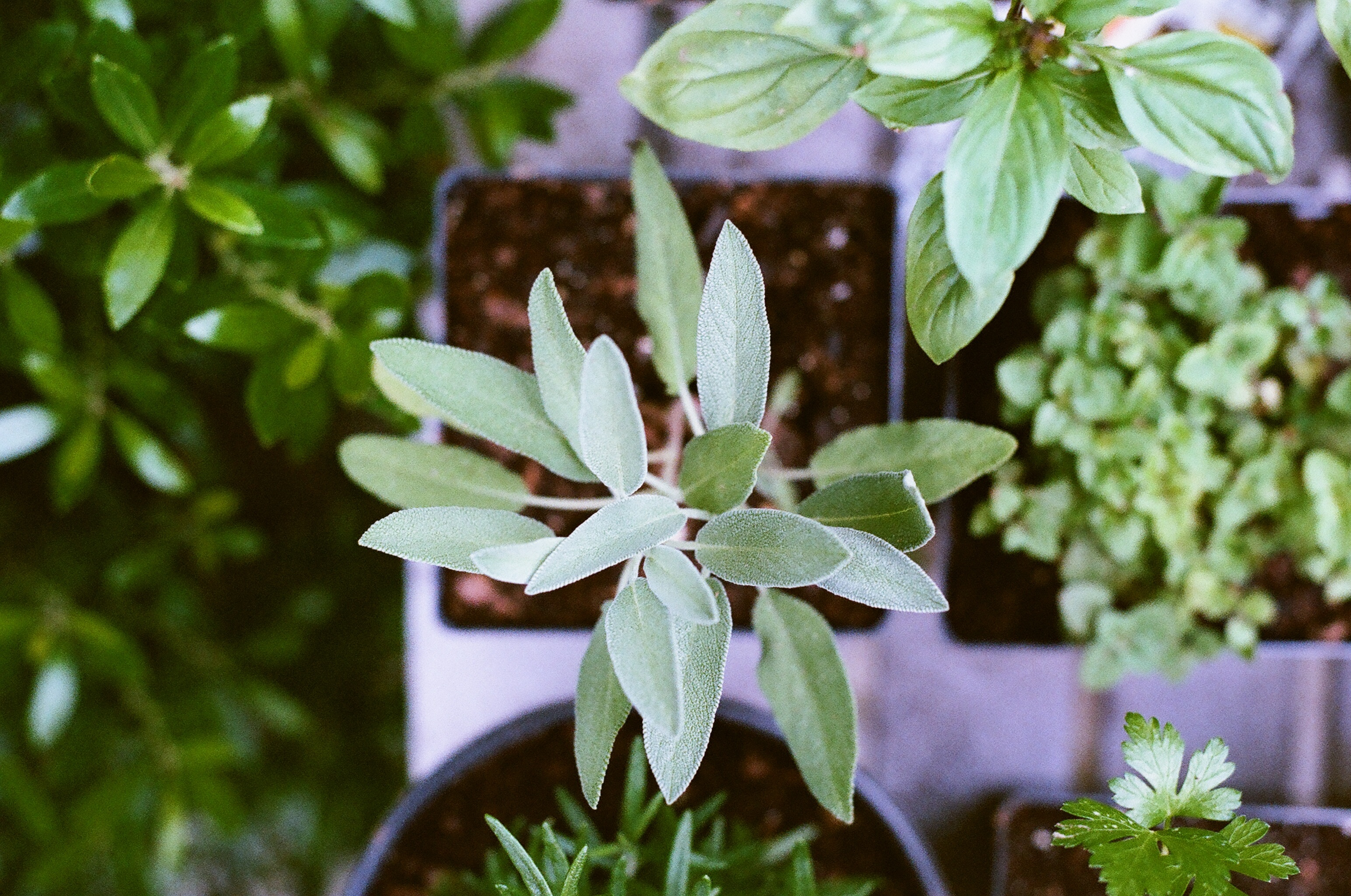 Free Images : nature, blossom, leaf, flower, green, herb, fresh, botany ... Free Images : nature, blossom, leaf, flower, green, herb, fresh, botany ...