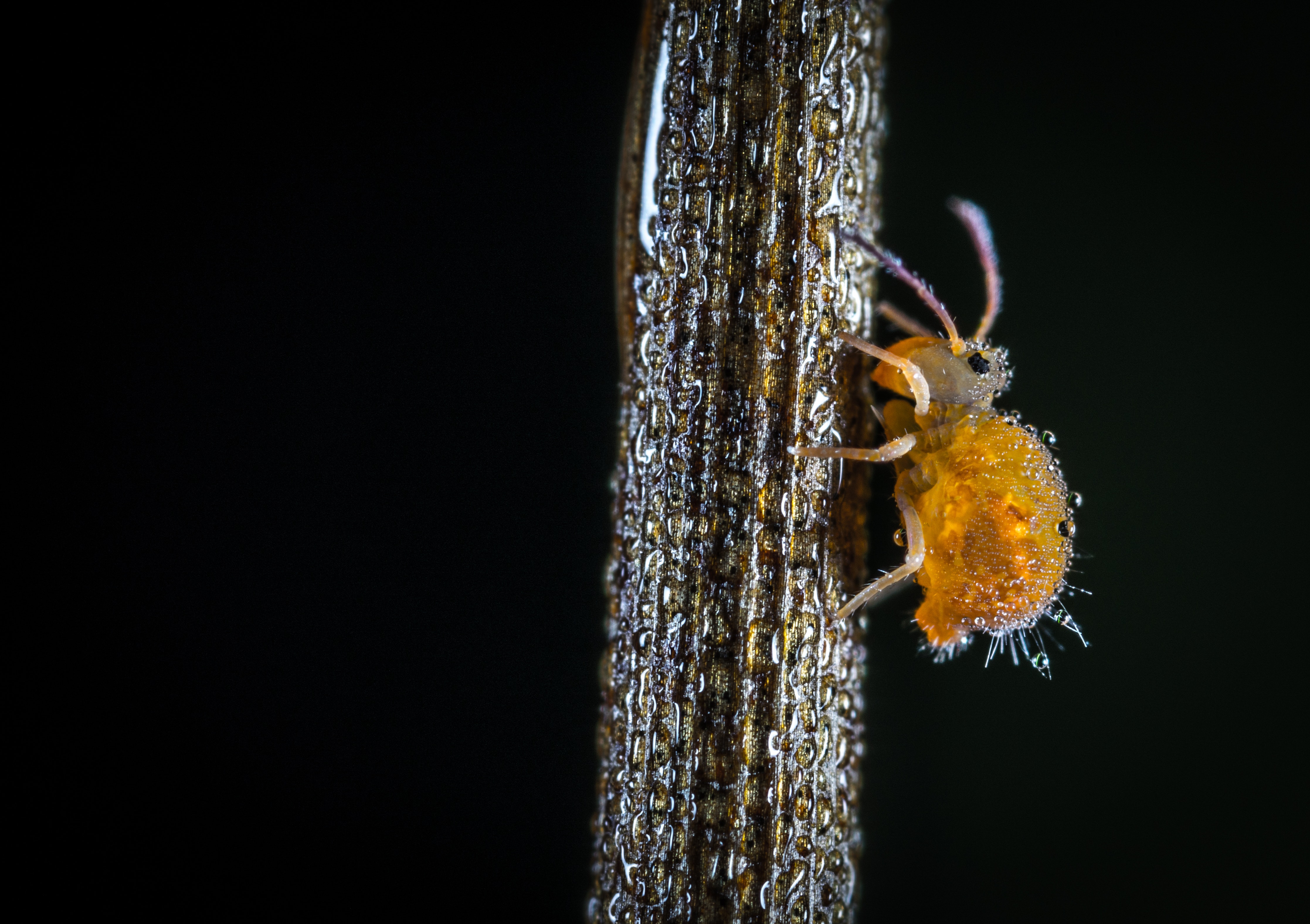Free Images : parasite, invertebrate, macro photography, organism, pest ... Free Images : parasite, invertebrate, macro photography, organism, pest ...