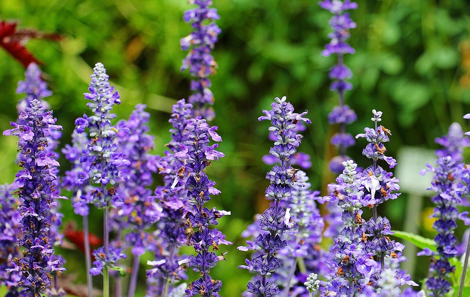 Photo gratuite: Sage, Plantes, Pourpre - Image gratuite sur Pixabay ... Photo gratuite: Sage, Plantes, Pourpre - Image gratuite sur Pixabay ...