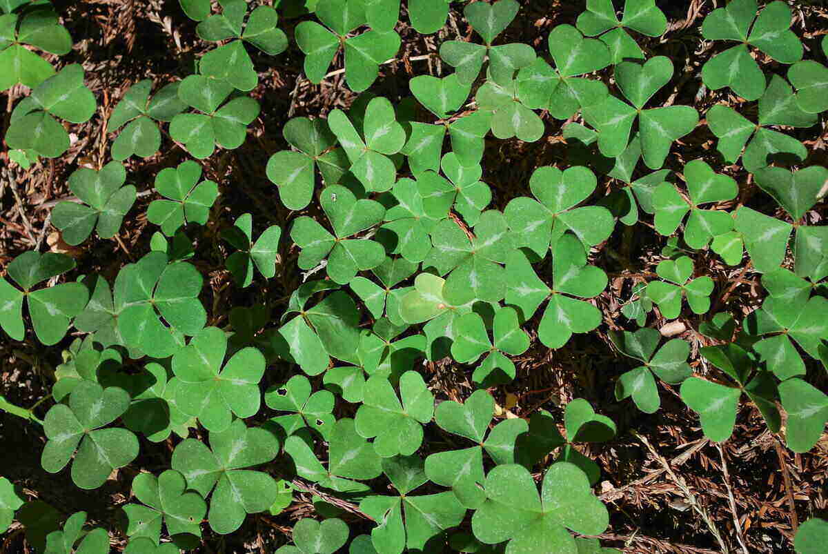Clover