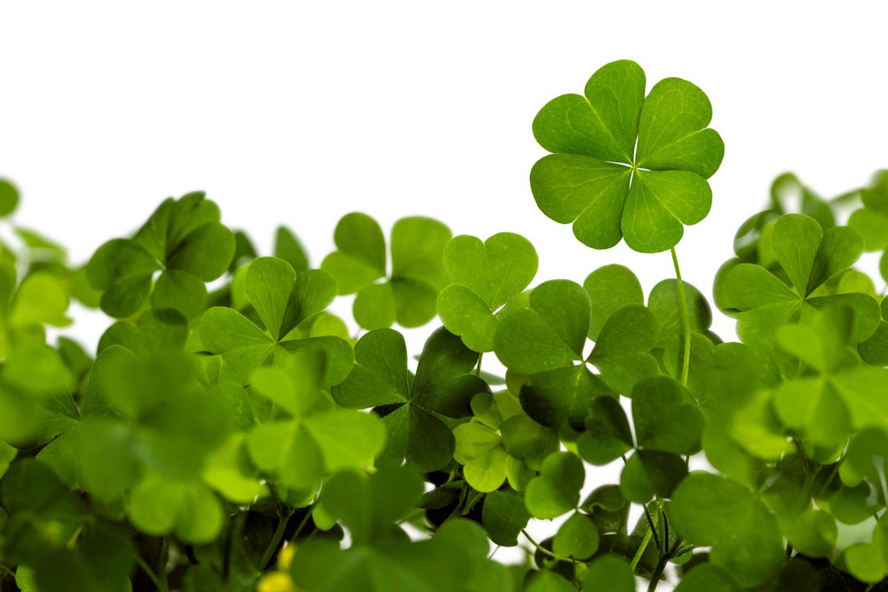 Clover