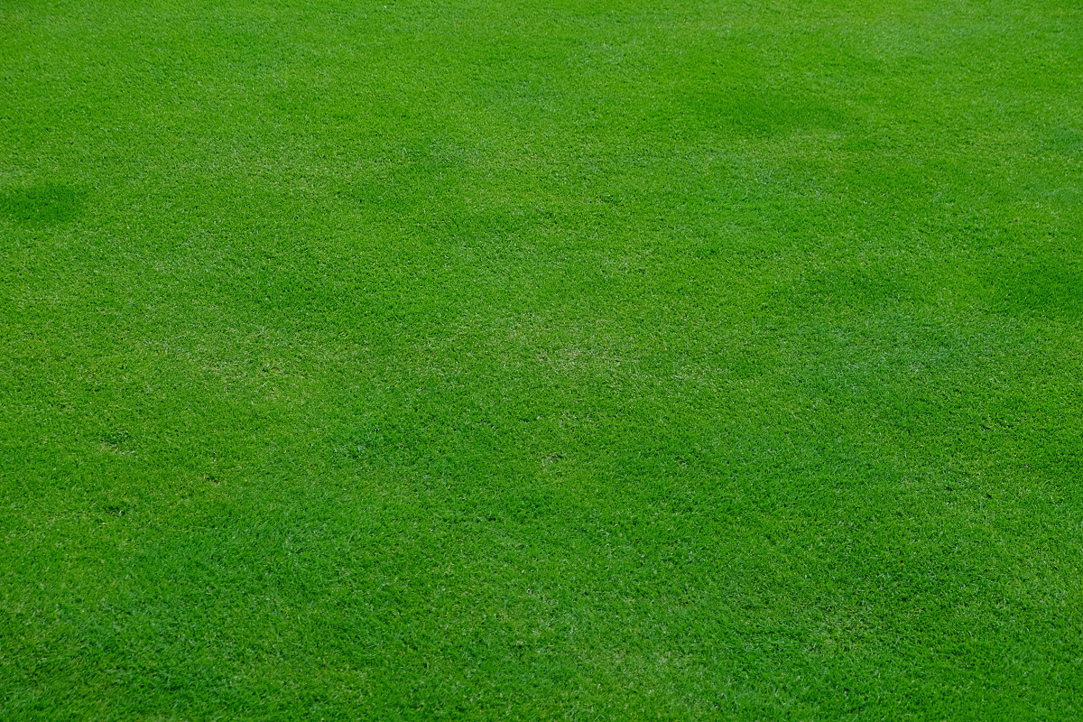 Free Images : plant, field, lawn, meadow, texture, pattern, green, soil ... Free Images : plant, field, lawn, meadow, texture, pattern, green, soil ...