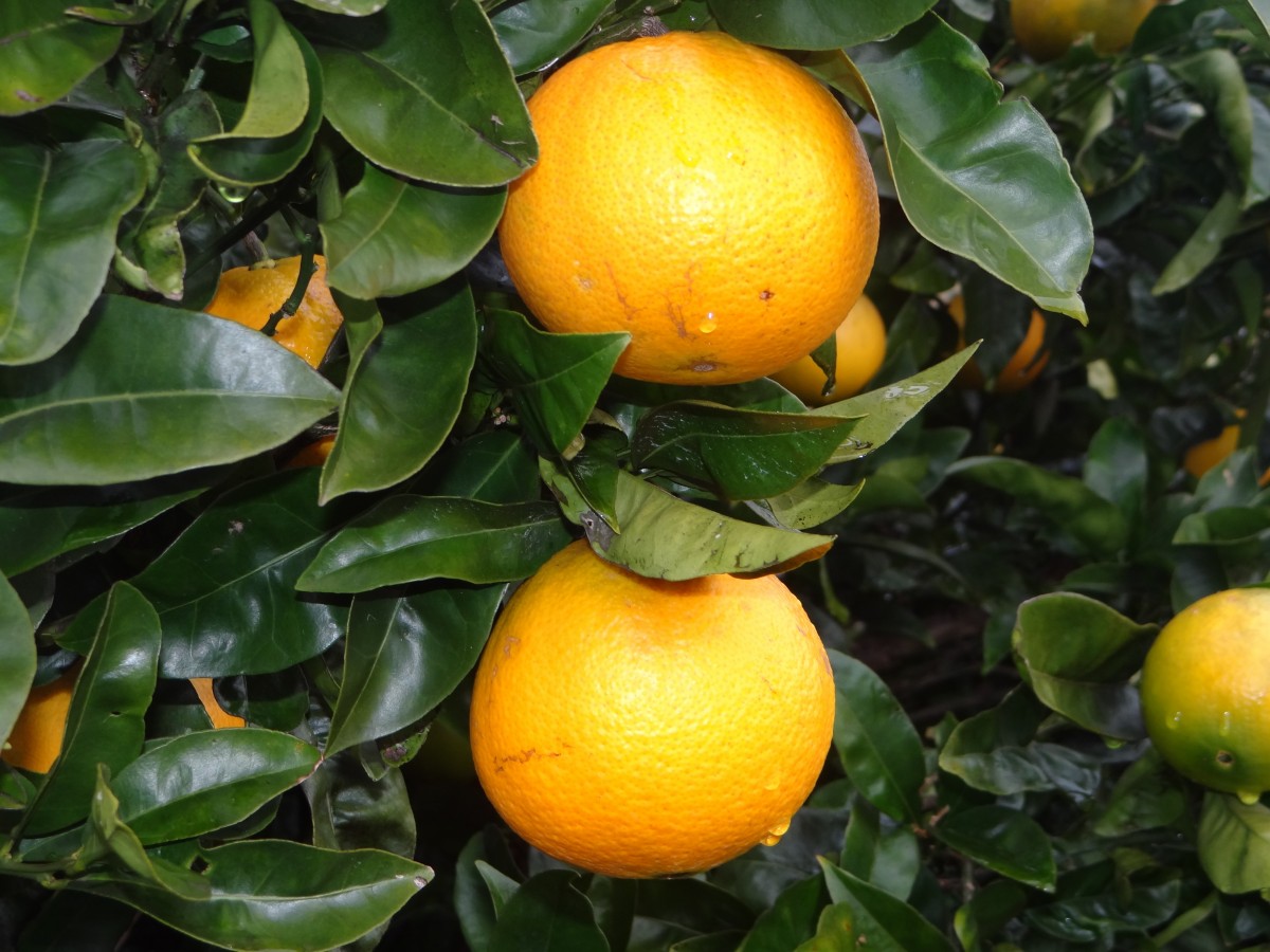 Free Images : fruit, flower, produce, tangerine, calabaza, kumquat ... Free Images : fruit, flower, produce, tangerine, calabaza, kumquat ...